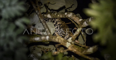 Jejak Sunyi Macan Tutul Hewan Endemik Jawa di Hutan Malang Raya