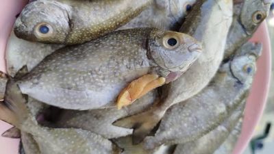 Dispopar Bontang Siap Daftarkan Kuliner Ikan Bawis ke HAKI
