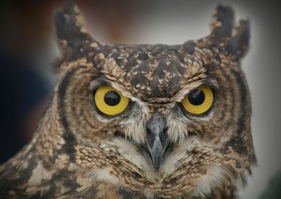 Burung Manguni, Burung Hewan Endemik Asal Sulawesi Utara