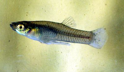 Ancaman di Balik Ritual Lepas Ikan: Pakar Biologi UGM Desak Pengetatan Regulasi Ikan Asing