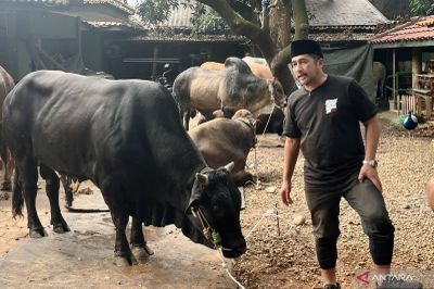 Di Balik Ramainya Kurban Irfan Hakim, Puluhan Panitia Sibuk Kemas Daging untuk Warga