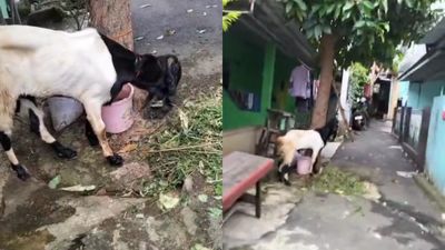 Teriak Begitu Ditinggal Pemiliknya, Tingkah Kambing Ini Jadi Sorotan Warganet