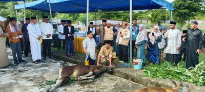 Wagub Malut Tinjau Penyembelihan Kurban dan Ajak Warga Perkuat Kepedulian Sosial
