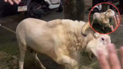 Perpisahan Haru Domba Kurban dengan Pemiliknya, Beri Isyarat Lambaian Tangan