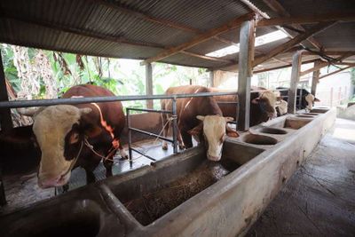 Baznas Jabar Salurkan 15 Sapi dan 23 Domba Kurban ke Berbagai Wilayah Jawa Barat