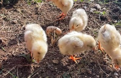 Tren Baru Keluarga Kecil, Begini Cara Memulai Beternak Ayam Petelur dari Pemilihan Bibit yang Tepat