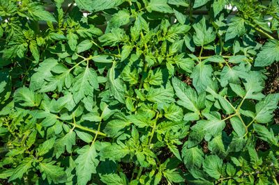 6 Manfaat Daun Beluntas untuk Kesehatan yang Jarang Diketahui