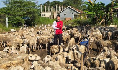 Wakil Wali Kota Serang Potong 1158 Ekor Hewan Kurban Kambing dan Didistribusikan ke Sejumlah Daerah di Banten