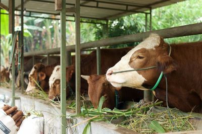 Tips Cerdas: Cara Memilih Hewan Kurban yang Baik dan Sehat Fisiknya