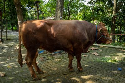 Idul Adha 1446 H, UGM Serahkan Dua Sapi Limosin 500 Kg ke Masjid Kampus Hingga Desa Se-DIY