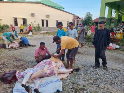 Idul Adha 1447 H, Kemenag Aceh Tenggara Sembelih 15 Sapi dan 1 Kambing Kurban