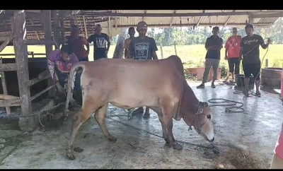 Idul Adha 2026, Madrasah Bireuen Kurban 86 Ekor Sapi dan Kambing Serentak