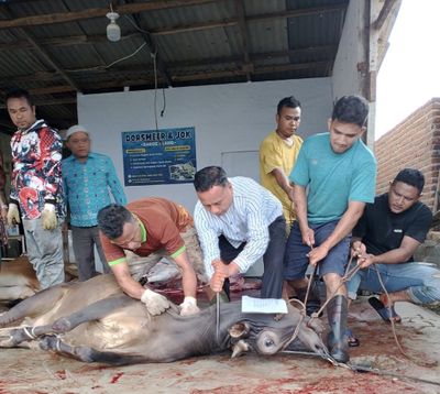Idul Adha 2026, Kemenag Banda Aceh Kumpulkan 62 Hewan Kurban untuk Masyarakat