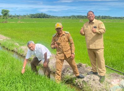 Padi Amfibi Gamagora 7 Diuji di Kaltim, Siap Jadi Solusi Lahan Tadah Hujan?