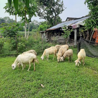 Jenis Hewan yang Boleh Dikurbankan dalam Islam dan Ketentuannya