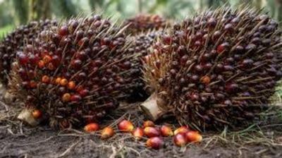 Harga Terbaru TBS Sawit 9 Pabrik di Bangka, Tembus Rp2.500 per Kg