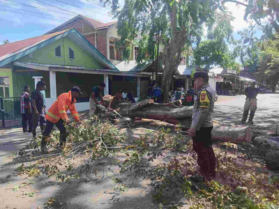 Pohon Tumbang di Jalan Bandara SIM, Polisi & BPBD Gerak Cepat
