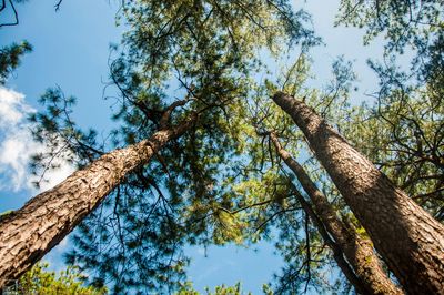 Tak Banyak Yang Tahu, Hutan Pinus Di Papua Ini Jadi Tempat Favorit Menikmati Sejuknya Lembah Baliem