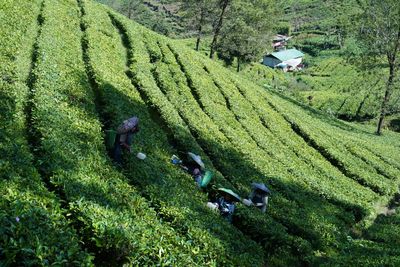 Di Tengah Pegunungan Papua Ternyata Ada Kebun Teh, Kisahnya Bikin Banyak Orang Penasaran
