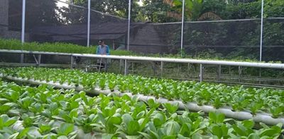 Hidroponik: Tren Pertanian Yang Diminati Petani Generasi Muda