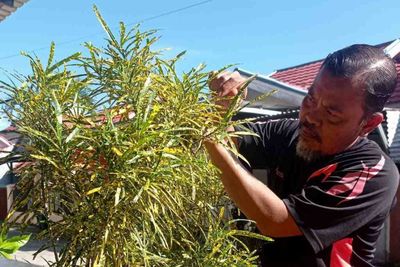 Mengenal Bunga Khas Gorontalo, Flora Unik yang Penuh Makna Filosofi