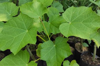 6 Manfaat Daun Jarak bagi Kesehatan yang Sayang untuk Dilewatkan