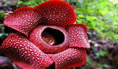 Mengendal berbagai Macam Aneka Flora Khas Sumatera barat beserta Makna, Karaktersitik dan Status