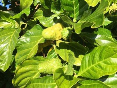 7 Manfaat Daun Mengkudu untuk Kesehatan yang Jarang Diketahui