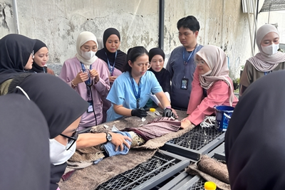 Libatkan Puluhan Mahasiswa, FKH UNAIR Lakukan Pemeriksaan Intensif Buaya Muara
