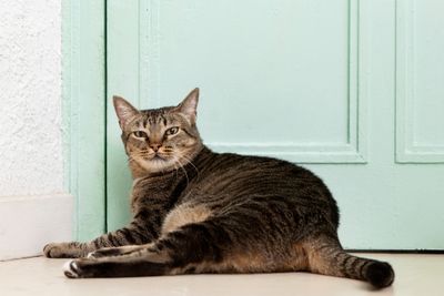 Cara Kucing Cepat Gemuk, Mulai dari Makanan hingga Perawatan Rutin
