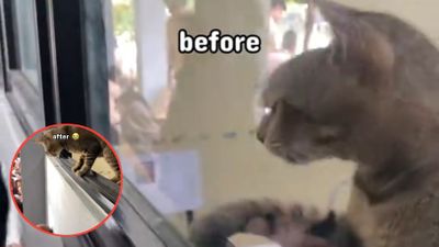 Kucing Ini Bingung Cari Jalan Keluar, Berhasil Buka Jendela Sendiri Setelah Diberi Arahan