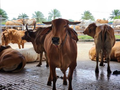 Pemotongan Hewan Kurban di Lampung Tembus 117.470 Ekor, Meningkat Dibanding Tahun Lalu