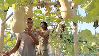 Bumdes Sumber Berkah Desa Kapungan Klaten Panen Labu Madu Penunjang Superfood