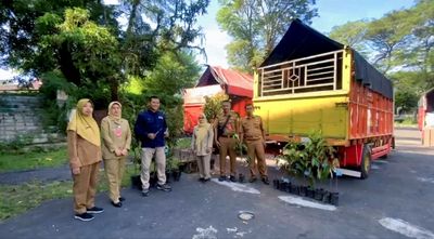 Durian Bawor Jadi Tabungan Masa Depan Petani Lumajang