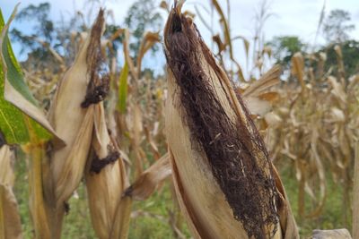 Mengintip Kekayaan Alam! Ini Daftar Komoditas Perkebunan di Gorontalo