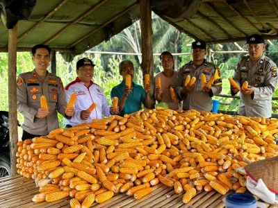 Sinergi Polsek Bathin VIII Dampingi Petani Jagung Guna Perkuat Ketahanan Pangan Nasional