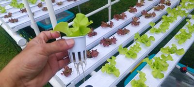Hidroponik Urban Farming, Solusi Berkebun Modern di Tengah Keterbatasan Lahan Kota