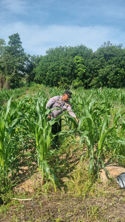 Polres Tarakan Kawal Program Ketahanan Pangan, Jagung Poktani Flora Fauna Tumbuh Optimal