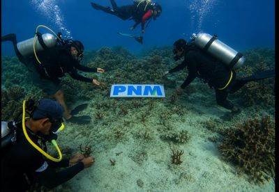 Upaya PNM Hadirkan Masa Depan Anak-Anak Lewat Pelestarian Laut