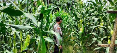 Monitoring Kebun Jagung Warga, Bhabinkamtibmas Polres Tarakan Dukung Program Pangan Nasional