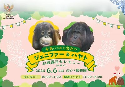 Gelar Resepsi Orang Utan Kalimantan di Tobe Zoo, KBRI Tokyo Kenalkan Jennifer ke Publik Jepang