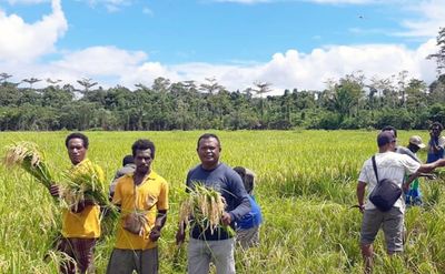 Komoditas Lokal Papua Jadi Harapan Baru Penggerak Ekonomi Kampung