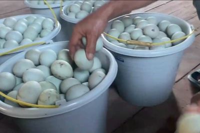 Sentra Itik Mahang Baru: Jantung Protein Kalsel yang Dilirik Kemenko Pangan