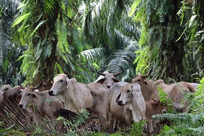 Solusi Cerdas SISKA KU INTIP: Mengubah Perkebunan Sawit Menjadi Lumbung Daging Nasional