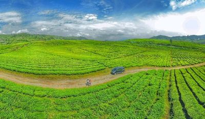 Macam Macam Wisata Kebun Teh yang Ada di Sumbar: Di Mana Saja Ya?