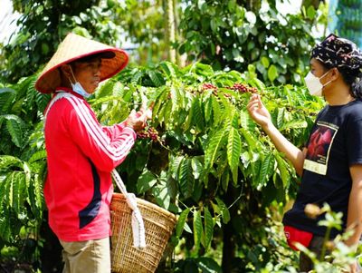 Kampung Kopi Rigis Jaya: Wisata Edukasi Kopi di Lampung Barat