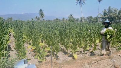 Luas Lahan Tembakau di Magelang Turun 50% dalam 4 Tahun, Petani Beralih ke Hortikultura