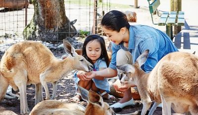 Destinasi Ramah Keluarga: Panduan Lengkap Wisata Edukasi Alam di Pusat Konservasi Satwa Jambi