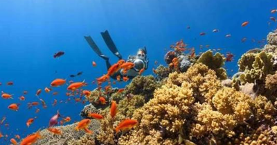 Surga Bawah Laut! Ini Spot Scuba Diving dan Freediving Terbaik di Kepulauan Riau