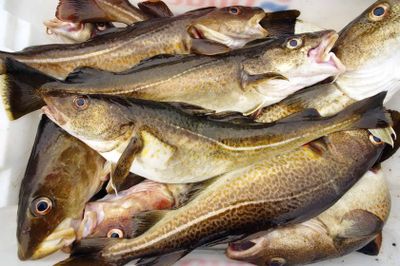 7 Manfaat Ikan Kod untuk Kesehatan yang Jarang Diketahui